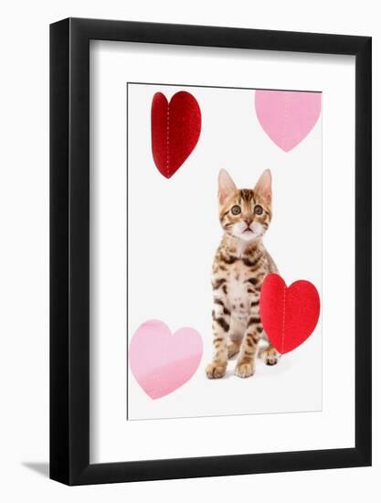Domestic Cat, Bengal, kitten, sitting with heart foils-Chris Brignell-Framed Photographic Print