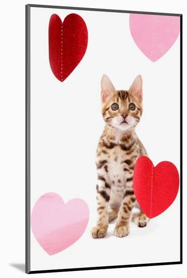 Domestic Cat, Bengal, kitten, sitting with heart foils-Chris Brignell-Mounted Photographic Print