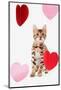 Domestic Cat, Bengal, kitten, sitting with heart foils-Chris Brignell-Mounted Photographic Print