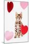 Domestic Cat, Bengal, kitten, sitting with heart foils-Chris Brignell-Mounted Photographic Print