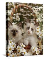 Domestic Cat, Birman Kittens in Wicker-Basket Among Dasies-Jane Burton-Stretched Canvas