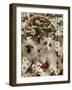 Domestic Cat, Birman Kittens in Wicker-Basket Among Dasies-Jane Burton-Framed Photographic Print