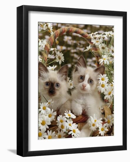 Domestic Cat, Birman Kittens in Wicker-Basket Among Dasies-Jane Burton-Framed Photographic Print