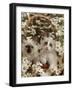 Domestic Cat, Birman Kittens in Wicker-Basket Among Dasies-Jane Burton-Framed Photographic Print