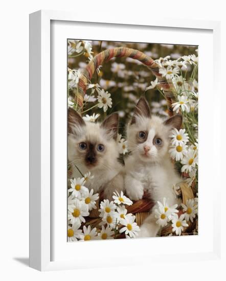 Domestic Cat, Birman Kittens in Wicker-Basket Among Dasies-Jane Burton-Framed Photographic Print