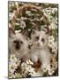 Domestic Cat, Birman Kittens in Wicker-Basket Among Dasies-Jane Burton-Mounted Photographic Print