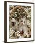 Domestic Cat, Birman Kittens in Wicker-Basket Among Dasies-Jane Burton-Framed Photographic Print