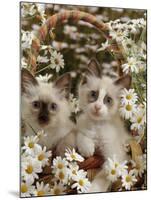 Domestic Cat, Birman Kittens in Wicker-Basket Among Dasies-Jane Burton-Mounted Photographic Print