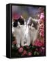 Domestic Cat, Black and Blue Bicolour Persian-Cross Kittens Among Pink Climbing Roses-Jane Burton-Framed Stretched Canvas
