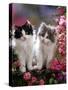 Domestic Cat, Black and Blue Bicolour Persian-Cross Kittens Among Pink Climbing Roses-Jane Burton-Stretched Canvas