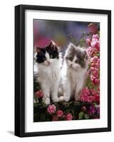 Domestic Cat, Black and Blue Bicolour Persian-Cross Kittens Among Pink Climbing Roses-Jane Burton-Framed Photographic Print