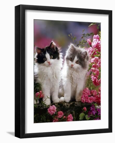 Domestic Cat, Black and Blue Bicolour Persian-Cross Kittens Among Pink Climbing Roses-Jane Burton-Framed Photographic Print