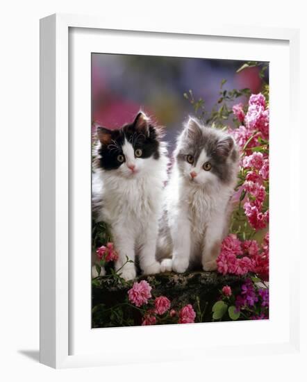 Domestic Cat, Black and Blue Bicolour Persian-Cross Kittens Among Pink Climbing Roses-Jane Burton-Framed Photographic Print