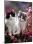 Domestic Cat, Black and Blue Bicolour Persian-Cross Kittens Among Pink Climbing Roses-Jane Burton-Mounted Photographic Print