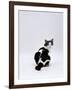 Domestic Cat, Black-And-White Female Rear View Looking Back-Jane Burton-Framed Photographic Print