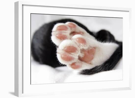 Domestic Cat, black and white kitten, close-up of paws-Angela Hampton-Framed Photographic Print