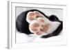 Domestic Cat, black and white kitten, close-up of paws-Angela Hampton-Framed Photographic Print