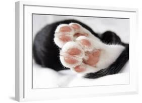 Domestic Cat, black and white kitten, close-up of paws-Angela Hampton-Framed Photographic Print