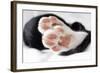 Domestic Cat, black and white kitten, close-up of paws-Angela Hampton-Framed Photographic Print