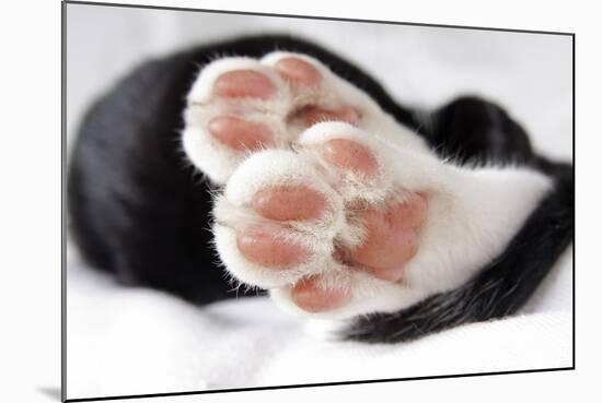 Domestic Cat, black and white kitten, close-up of paws-Angela Hampton-Mounted Photographic Print