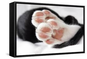 Domestic Cat, black and white kitten, close-up of paws-Angela Hampton-Framed Stretched Canvas