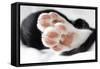 Domestic Cat, black and white kitten, close-up of paws-Angela Hampton-Framed Stretched Canvas