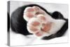 Domestic Cat, black and white kitten, close-up of paws-Angela Hampton-Stretched Canvas