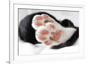 Domestic Cat, black and white kitten, close-up of paws-Angela Hampton-Framed Photographic Print