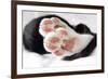 Domestic Cat, black and white kitten, close-up of paws-Angela Hampton-Framed Photographic Print