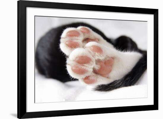 Domestic Cat, black and white kitten, close-up of paws-Angela Hampton-Framed Photographic Print