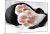 Domestic Cat, black and white kitten, close-up of paws-Angela Hampton-Mounted Photographic Print