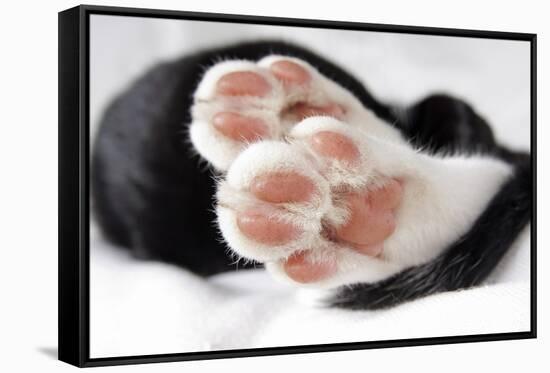 Domestic Cat, black and white kitten, close-up of paws-Angela Hampton-Framed Stretched Canvas