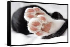 Domestic Cat, black and white kitten, close-up of paws-Angela Hampton-Framed Stretched Canvas