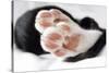 Domestic Cat, black and white kitten, close-up of paws-Angela Hampton-Stretched Canvas