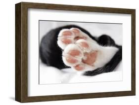 Domestic Cat, black and white kitten, close-up of paws-Angela Hampton-Framed Photographic Print