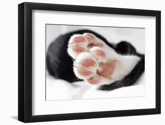 Domestic Cat, black and white kitten, close-up of paws-Angela Hampton-Framed Photographic Print