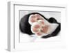 Domestic Cat, black and white kitten, close-up of paws-Angela Hampton-Framed Photographic Print