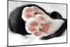 Domestic Cat, black and white kitten, close-up of paws-Angela Hampton-Mounted Photographic Print