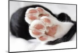 Domestic Cat, black and white kitten, close-up of paws-Angela Hampton-Mounted Photographic Print
