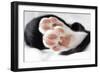 Domestic Cat, black and white kitten, close-up of paws-Angela Hampton-Framed Photographic Print