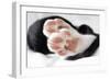 Domestic Cat, black and white kitten, close-up of paws-Angela Hampton-Framed Photographic Print