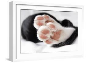 Domestic Cat, black and white kitten, close-up of paws-Angela Hampton-Framed Photographic Print