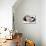 Domestic Cat, black and white kitten, close-up of paws-Angela Hampton-Mounted Photographic Print displayed on a wall