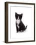 Domestic Cat, Black and White Kitten-Jane Burton-Framed Photographic Print