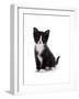 Domestic Cat, Black and White Kitten-Jane Burton-Framed Photographic Print