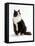 Domestic Cat, Black and White Male-Jane Burton-Framed Stretched Canvas