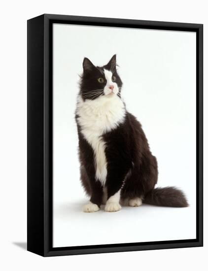Domestic Cat, Black and White Male-Jane Burton-Framed Stretched Canvas