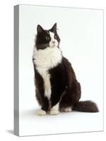 Domestic Cat, Black and White Male-Jane Burton-Stretched Canvas