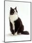 Domestic Cat, Black and White Male-Jane Burton-Mounted Premium Photographic Print