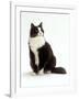 Domestic Cat, Black and White Male-Jane Burton-Framed Photographic Print